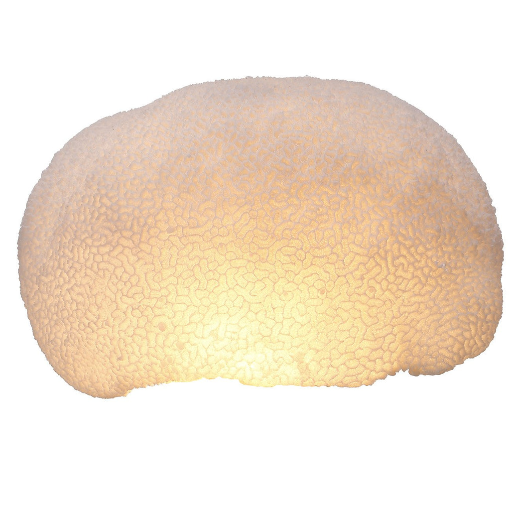 A&B Home Ctenella Coral LED Shade Accent