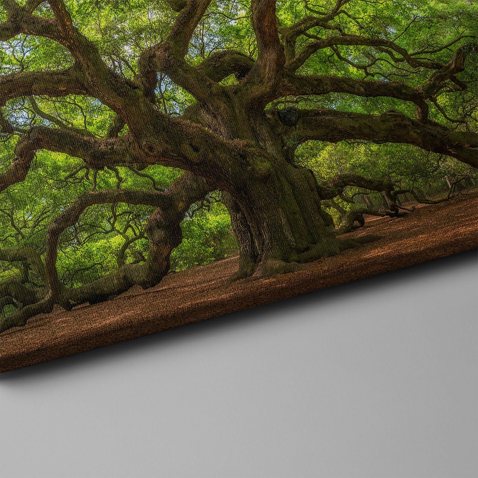 Angel Oak Tree