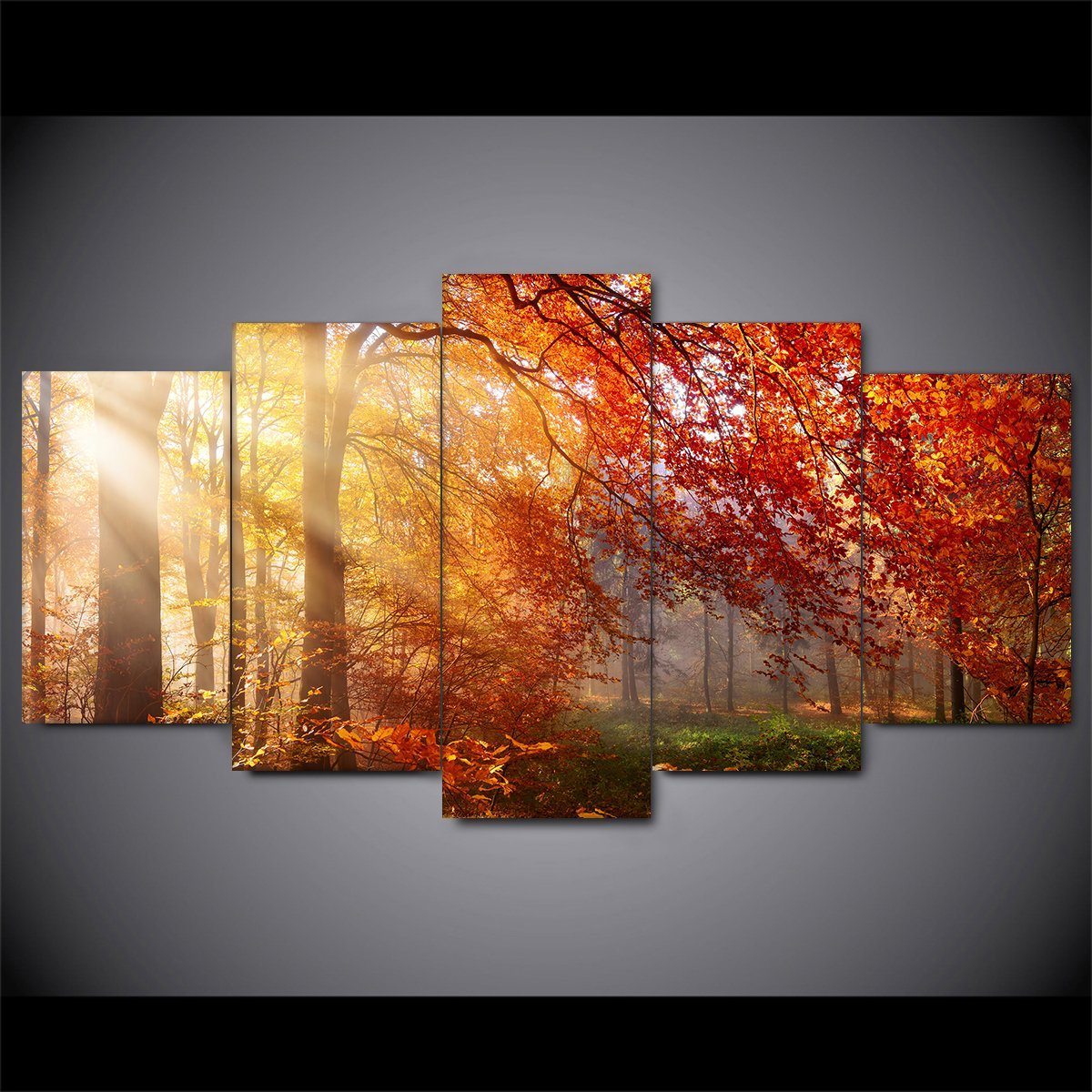 Autumn Forest Sun Rays