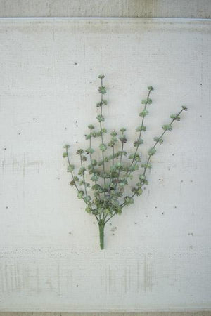 Succulent Bush