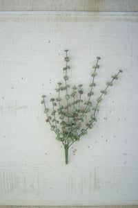 Succulent Bush