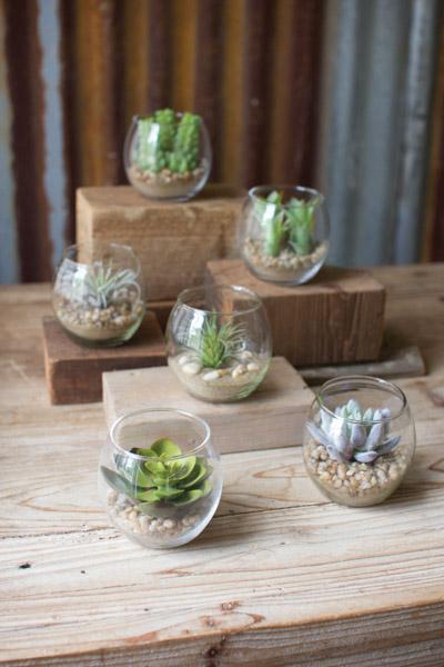 Set Of 6 Succulents With Glass Containers