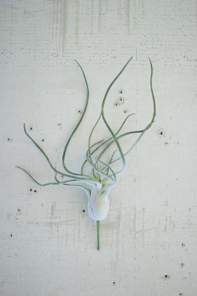 6" Flocking Airplant