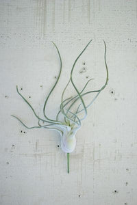 6" Flocking Airplant