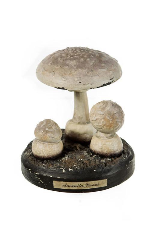 Amanitaviros Mushrooms