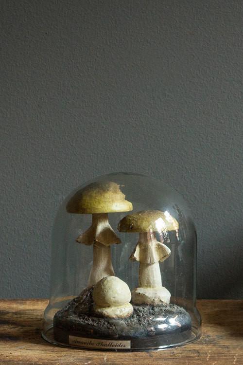 Amanita Mushrooms in Dome