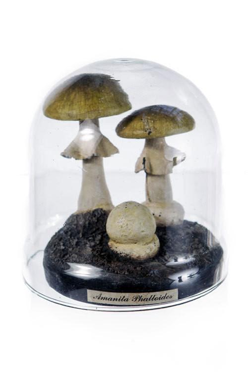 Amanita Mushrooms in Dome