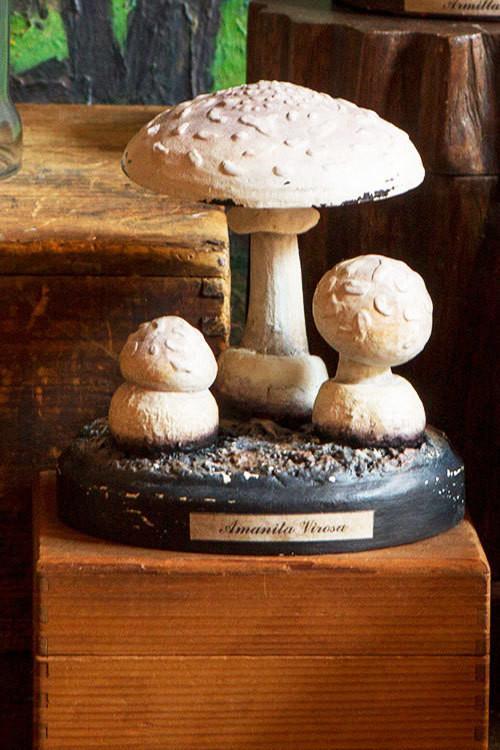 Amanitaviros Mushrooms