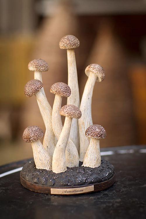 Amanita Virosa Mushrooms
