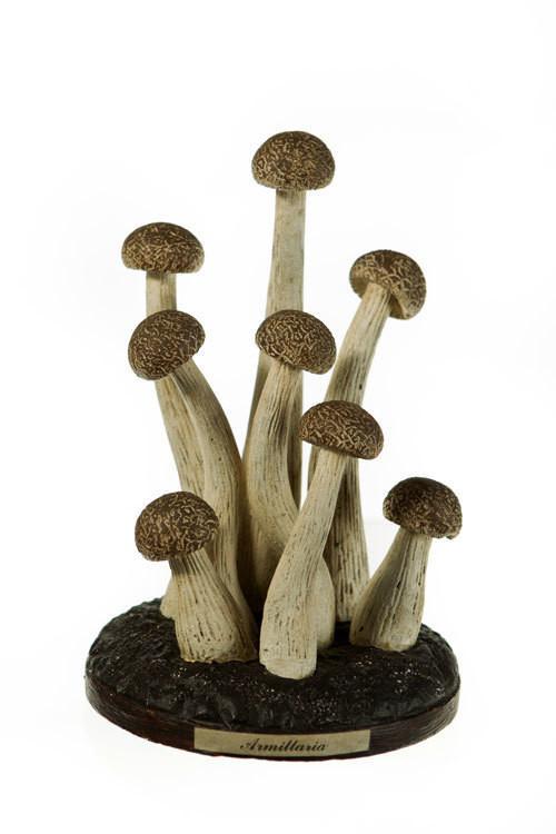 Amanita Virosa Mushrooms