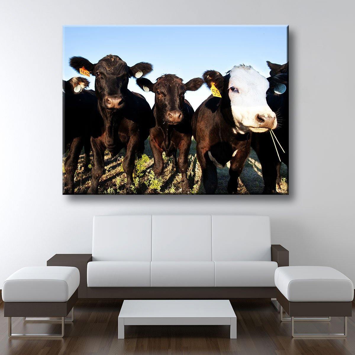 Angus Cattle