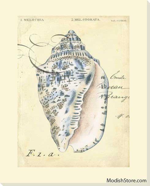 Seashell Ephemera I - Art Classics, Ltd.