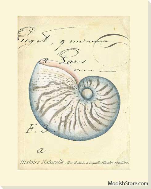 Seashell Ephemera II - Art Classics, Ltd.