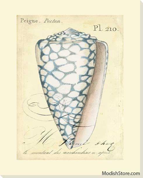 Seashell Ephemera IV - Art Classics, Ltd.