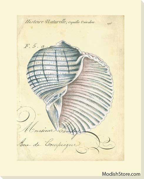 Seashell Ephemera V - Art Classics, Ltd.