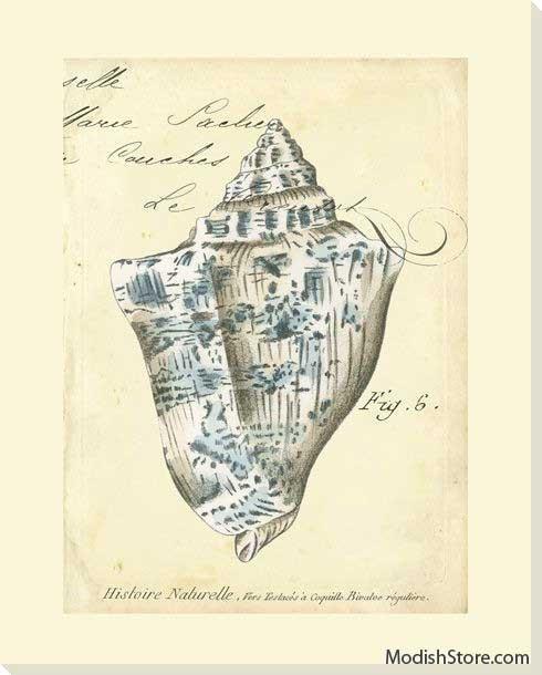 Seashell Ephemera VI - Art Classics, Ltd.