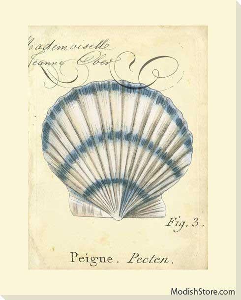 Seashell Ephemera III - Art Classics, Ltd.